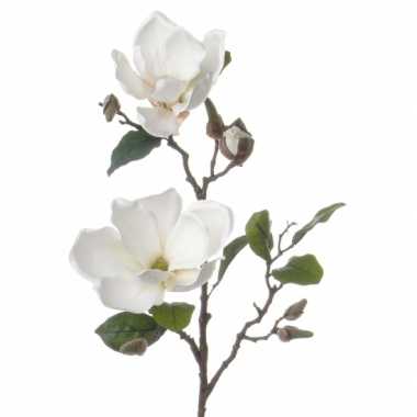 Hobby magnolia tak wit