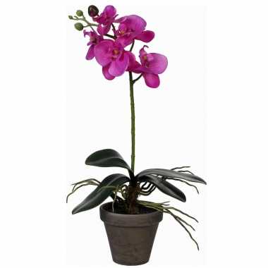 Hobby phalaenopsis orchidee kunstplant paars grijze pot h d