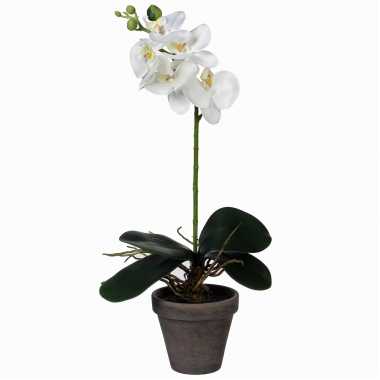 Hobby phalaenopsis orchidee kunstplant wit grijze pot h d