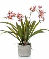 Hobby bordeaux rode orchidee orchidaceae kunstplant keramische pot