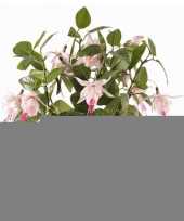 Hobby fuchsia plant roze pot