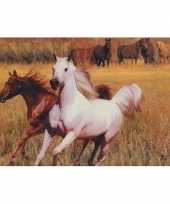Hobby placemat paarden d type 10091537