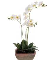 Hobby witte orchidee orchidaceae kunstplant terracotta pot