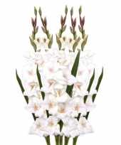 Hobby x witte gladiolen kunstbloemen takken 10114801